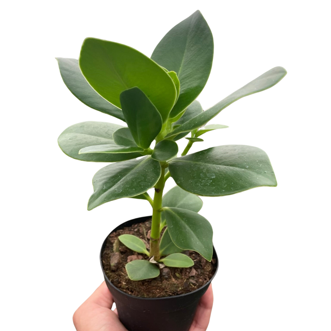 Autograph Tree 'Princess'