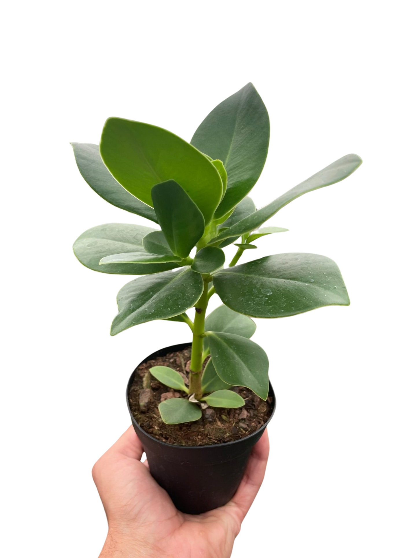 Autograph Tree 'Princess'
