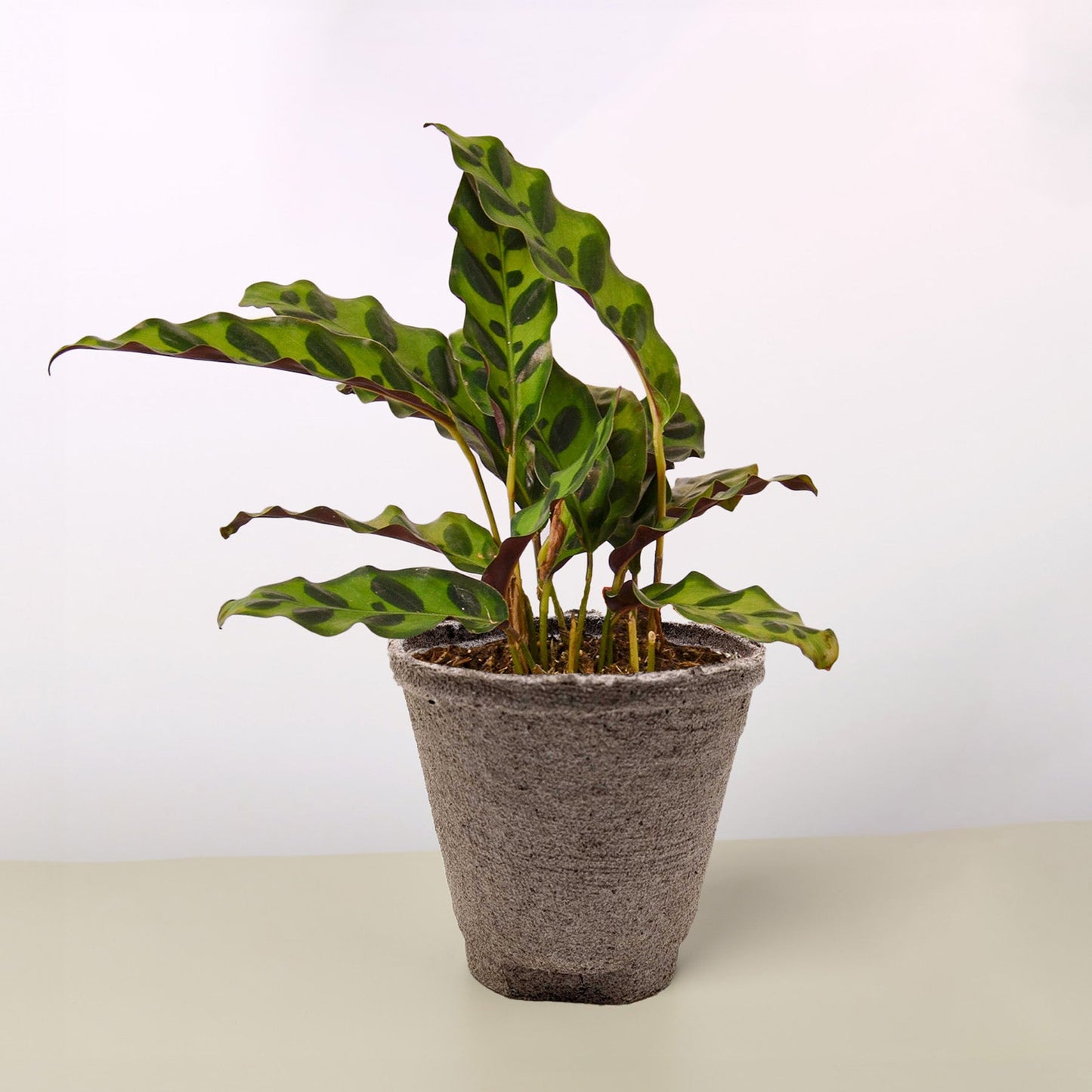 Rattlesnake Plant