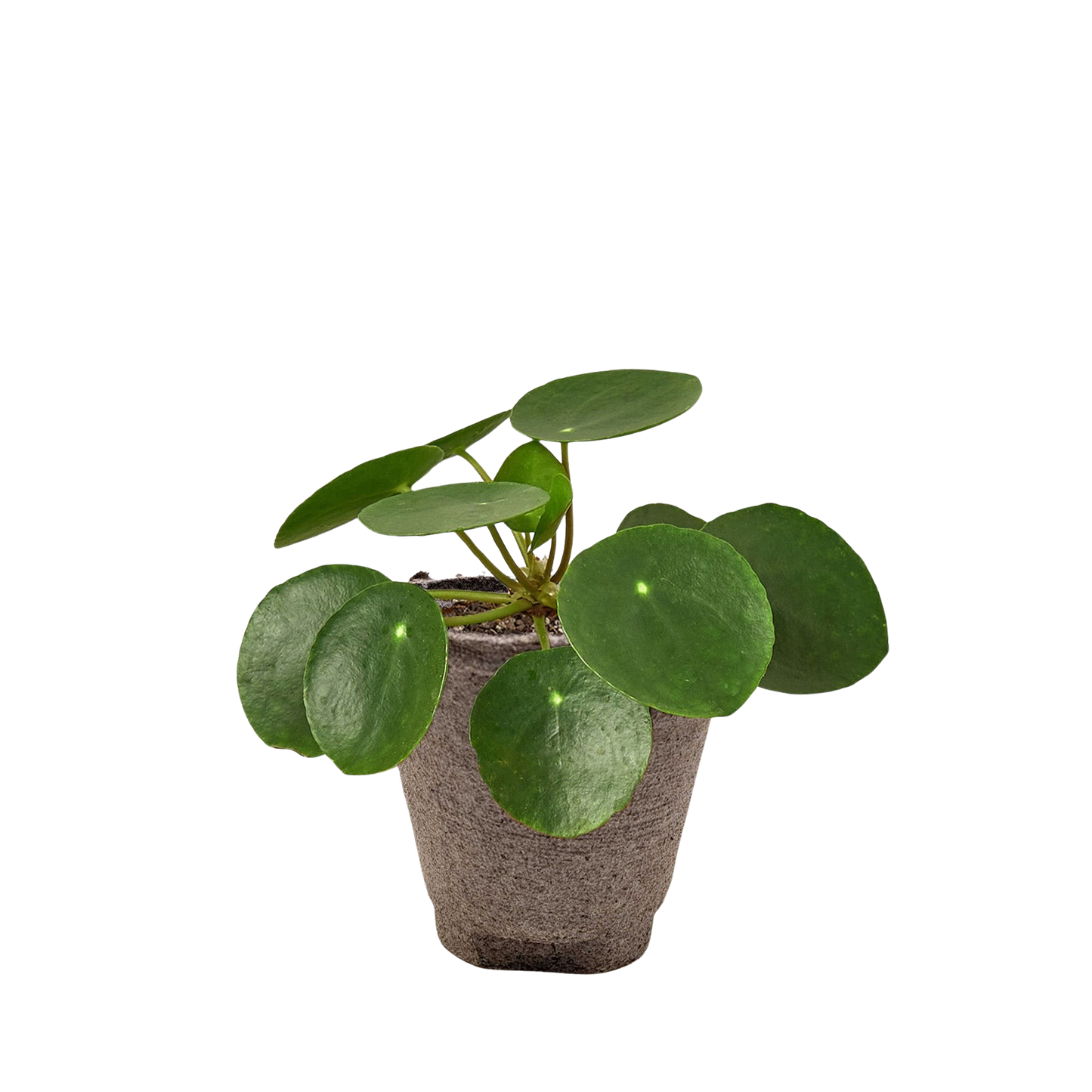 Chinese money plant