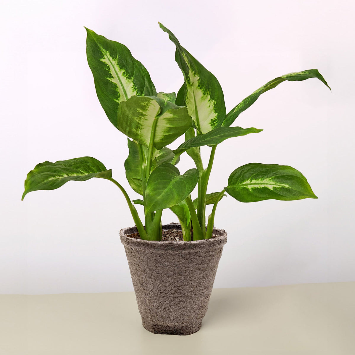 Dieffenbachia Camilla