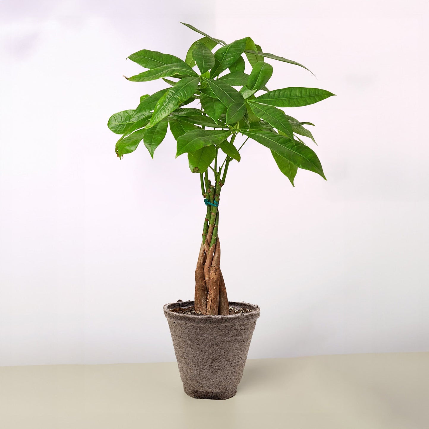 Braided Money Tree