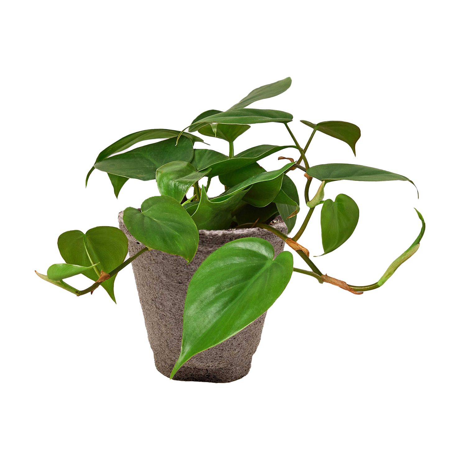 Heart Leaf Philodendron
