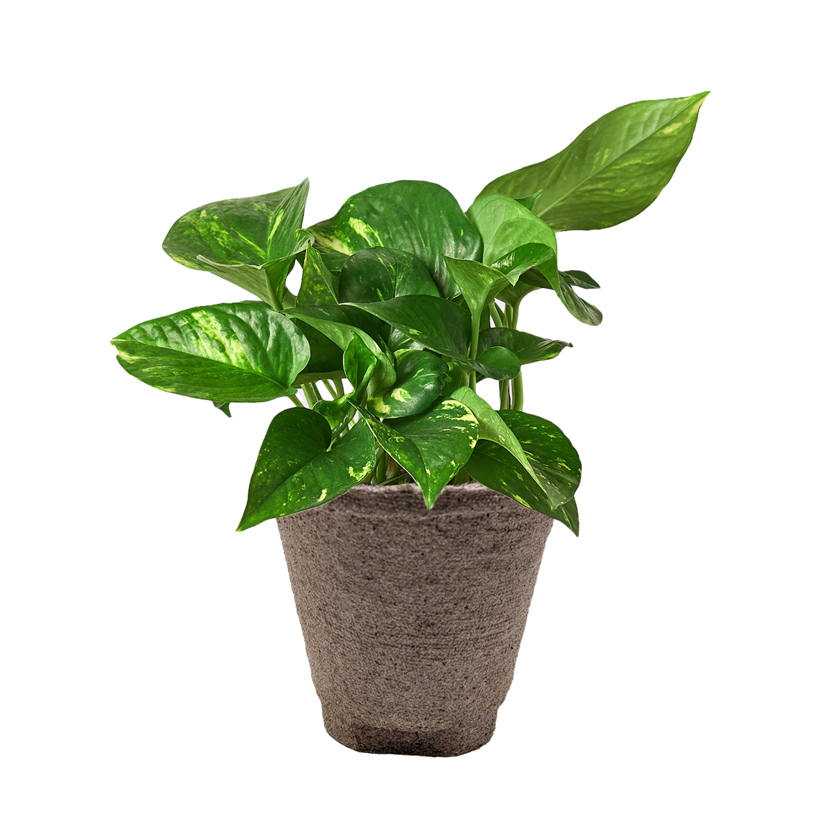 Golden Pothos