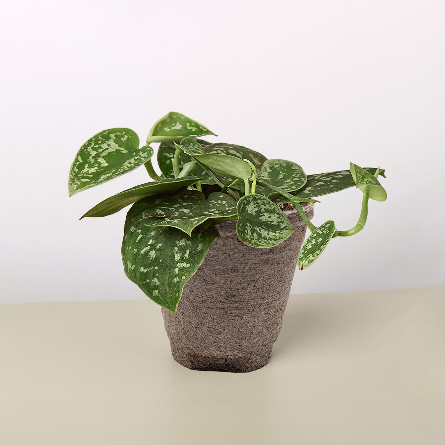 Satin Pothos 'Argyraeus'