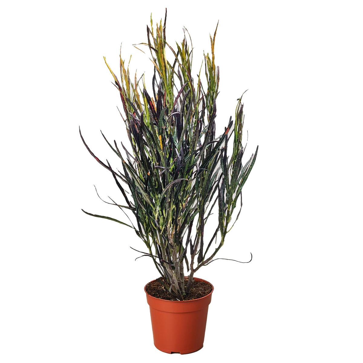 Croton 'Picasso's paintbrush'