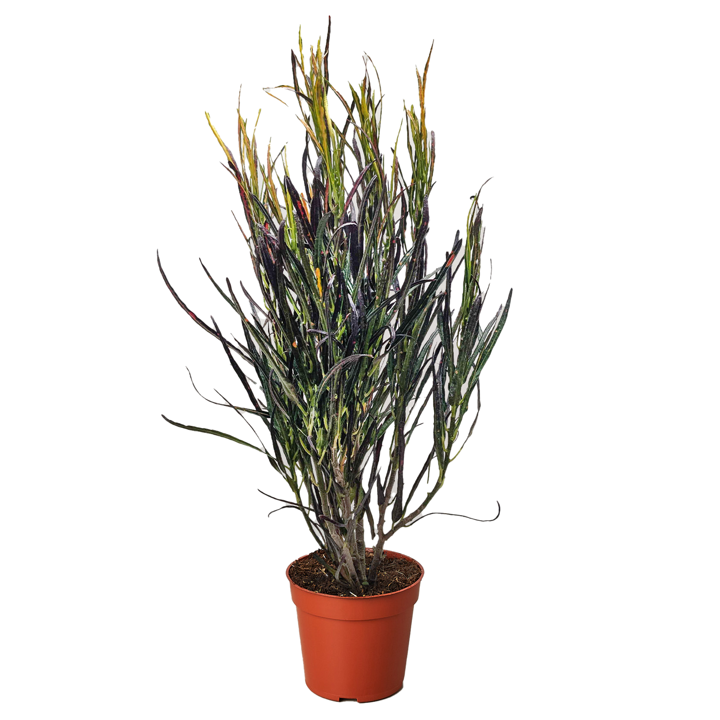 Croton 'Picasso's paintbrush'