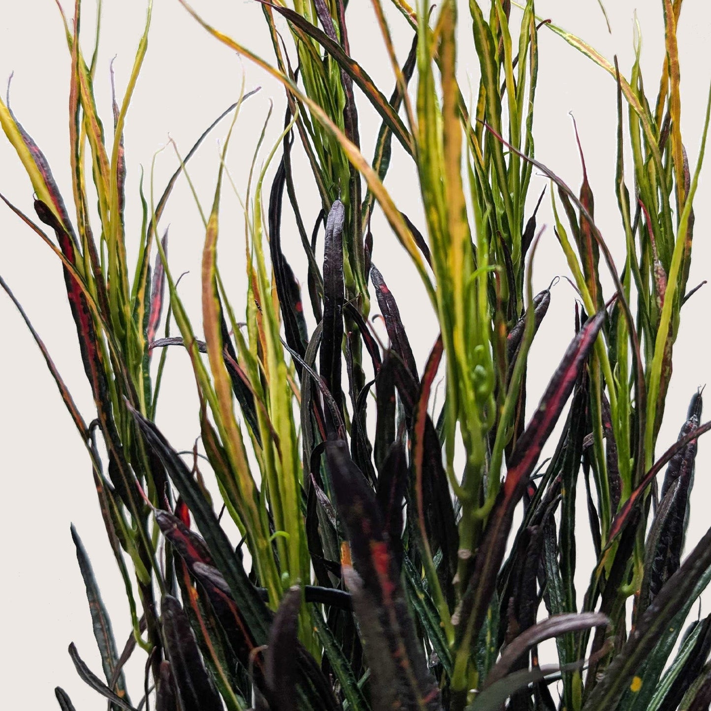 Croton 'Picasso's paintbrush'