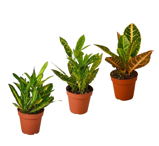 Croton Variety Pack