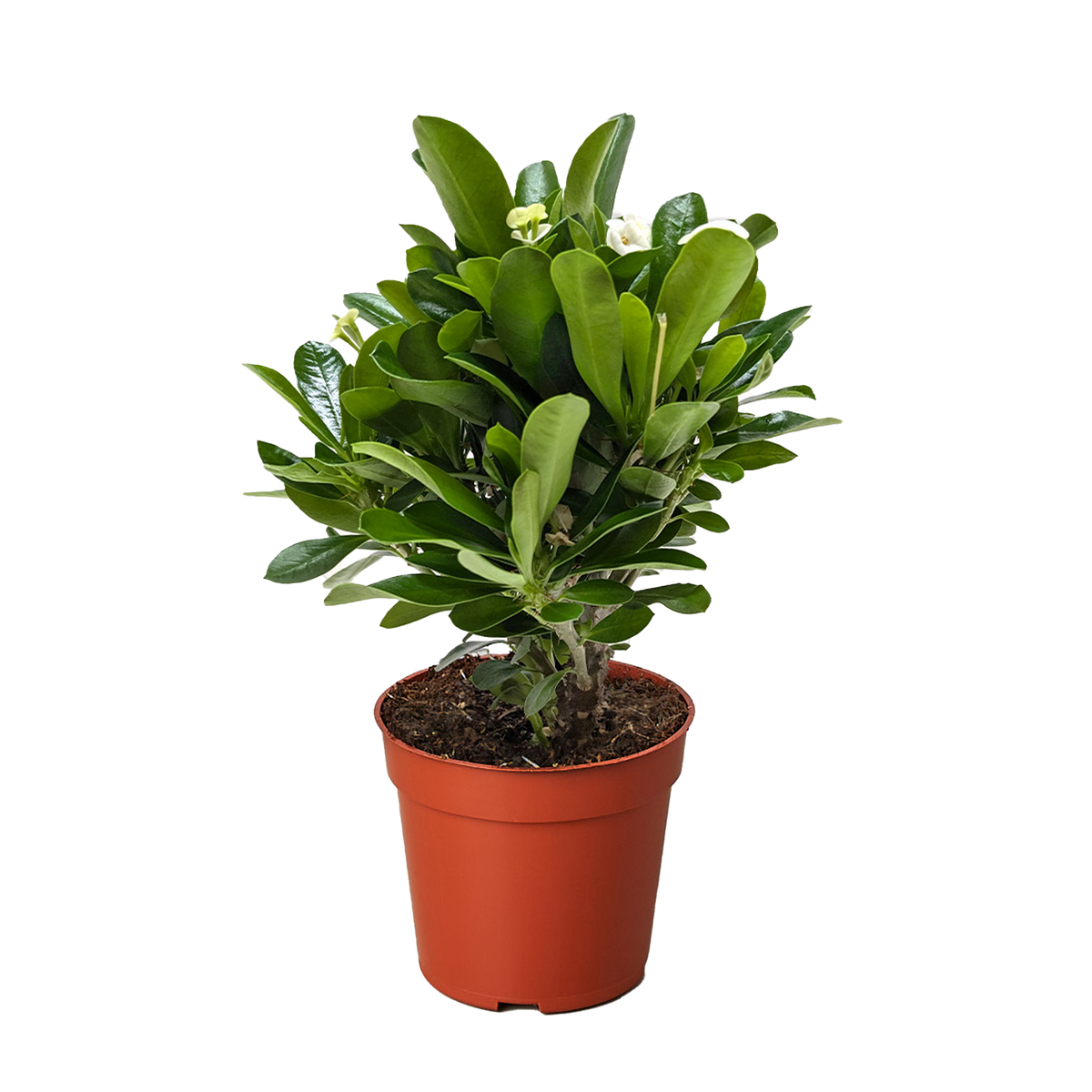 Crown of Thorns