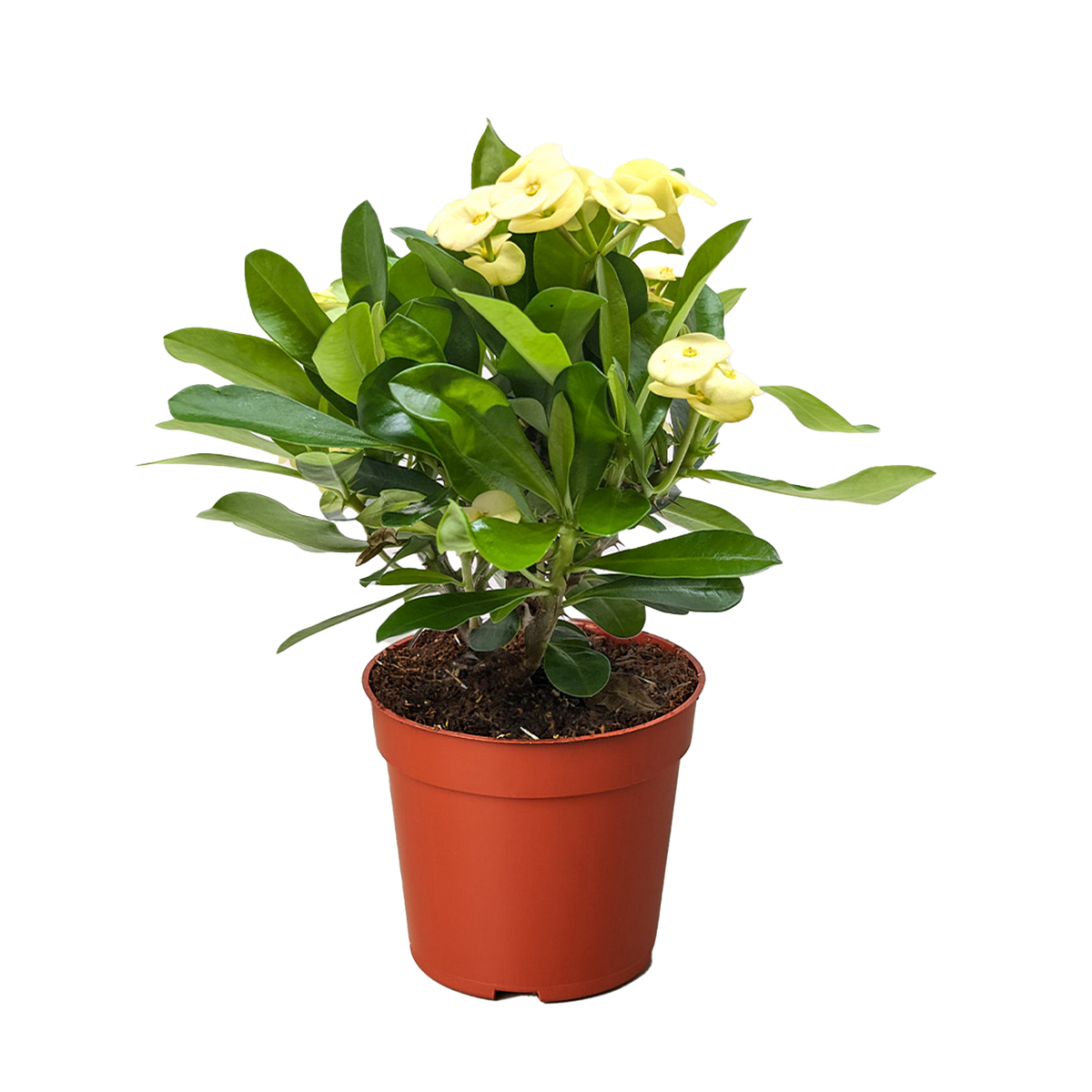 Crown of Thorns