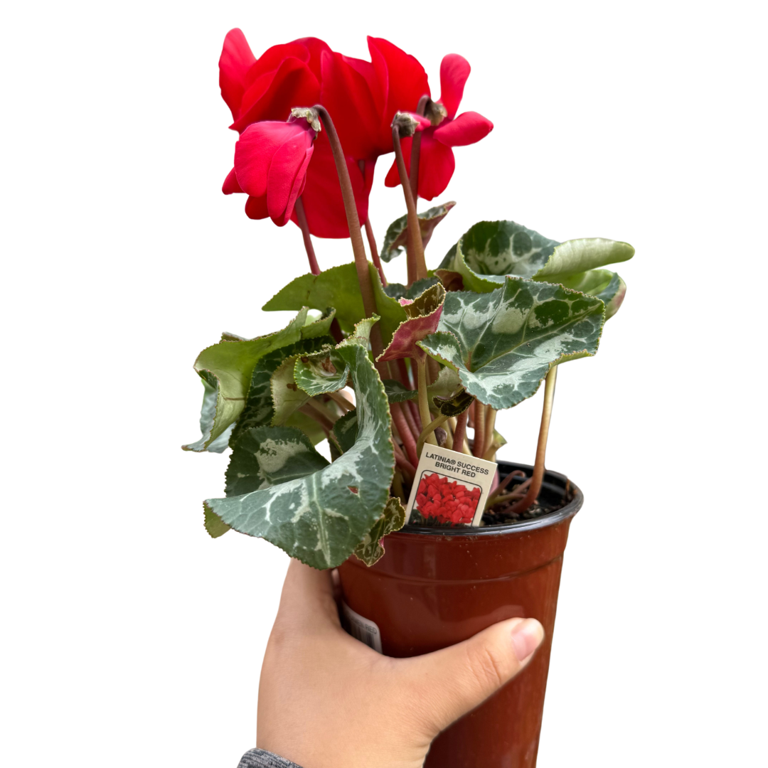 Cyclamen Red