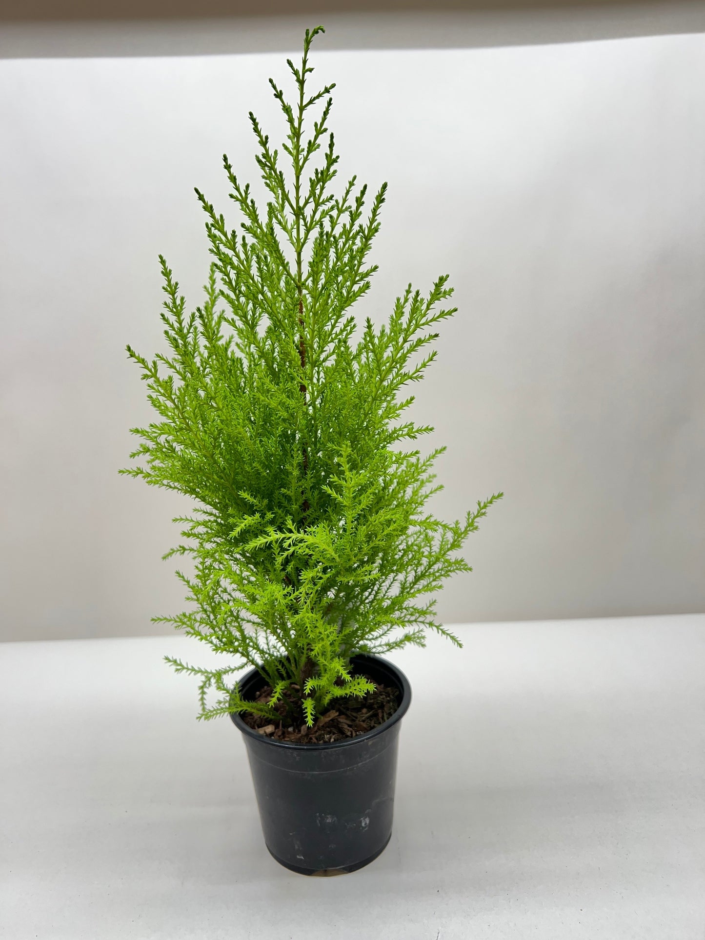 Monterey Cypress 'Goldcrest'