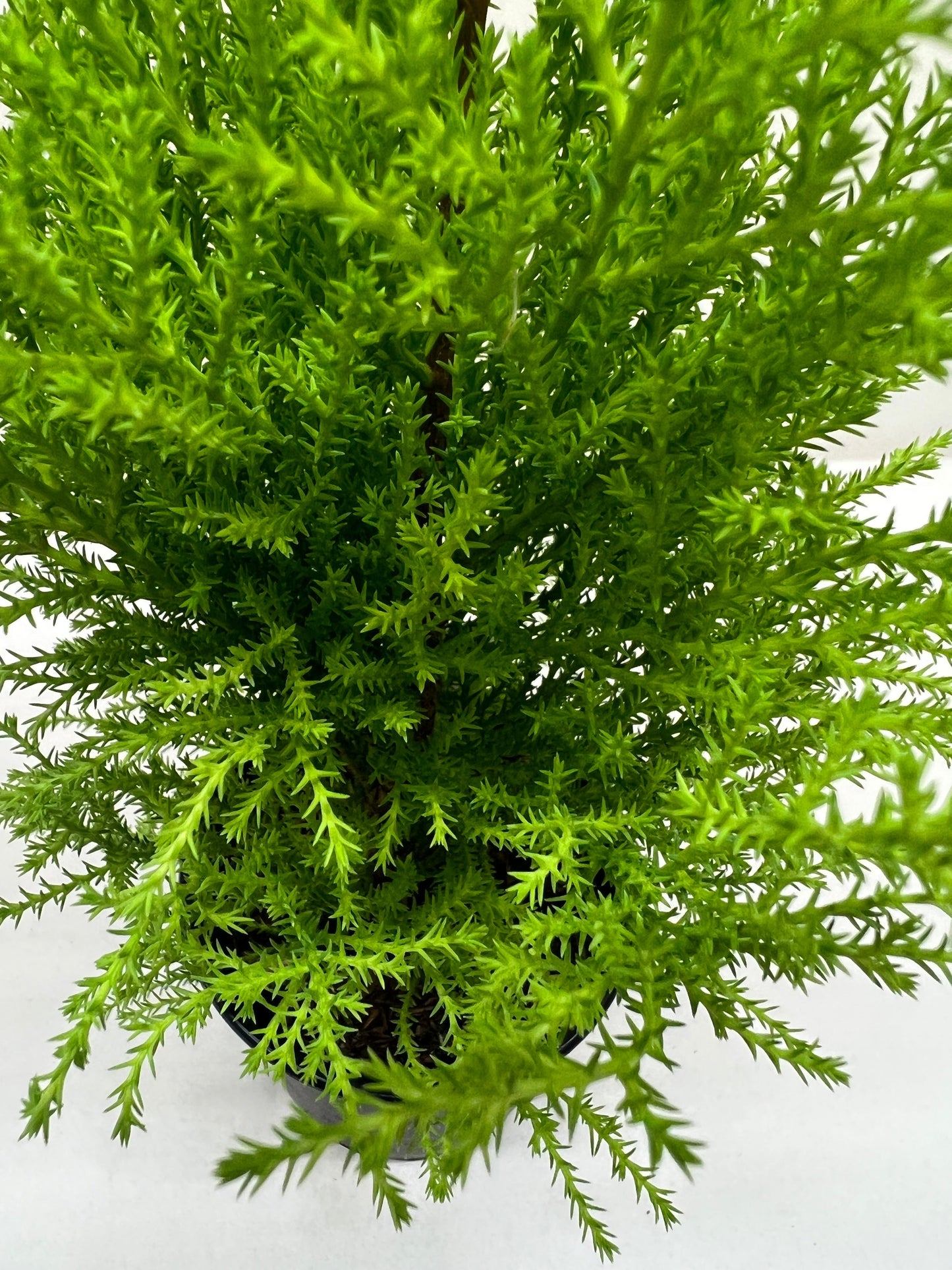 Monterey Cypress 'Goldcrest'