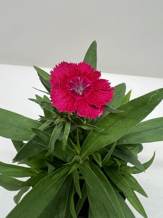 Carnation