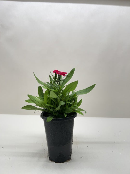 Carnation
