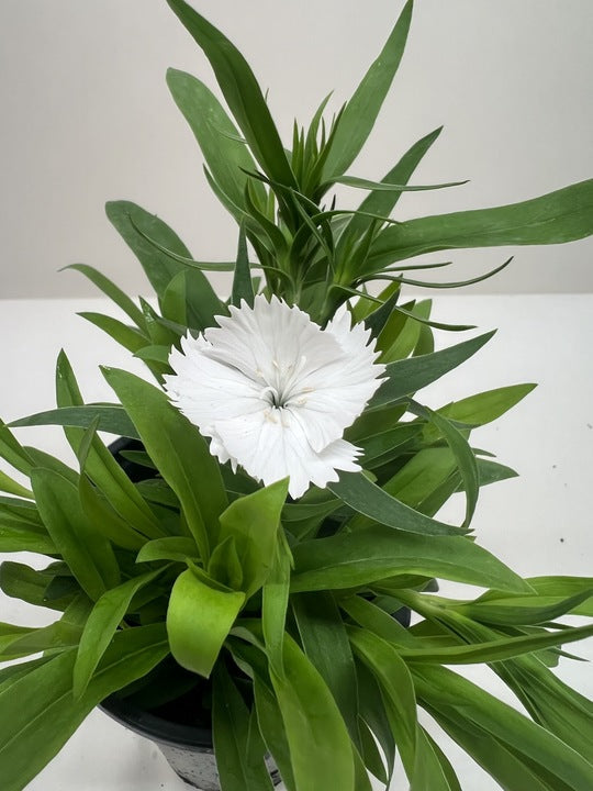 Carnation