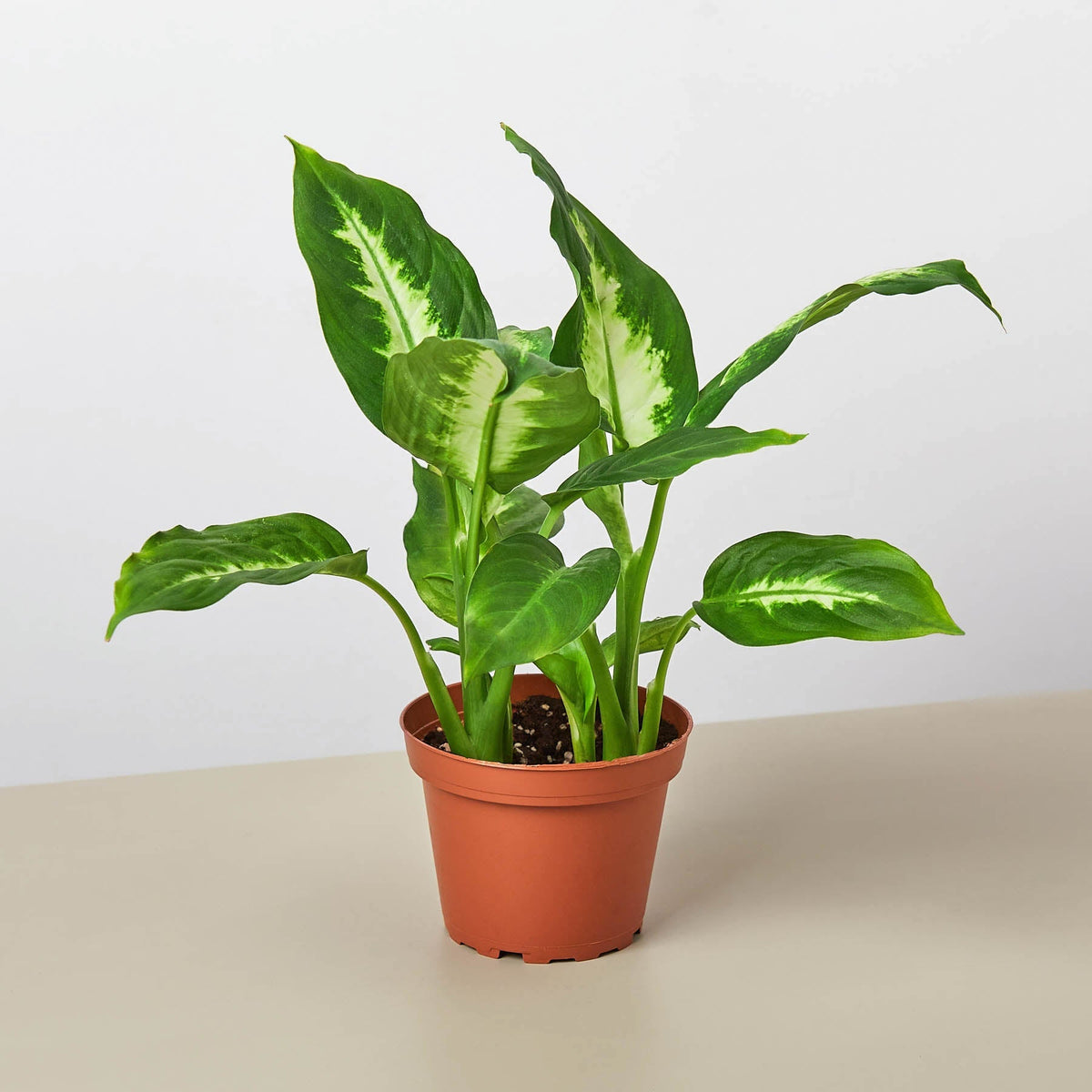 Dieffenbachia Camilla