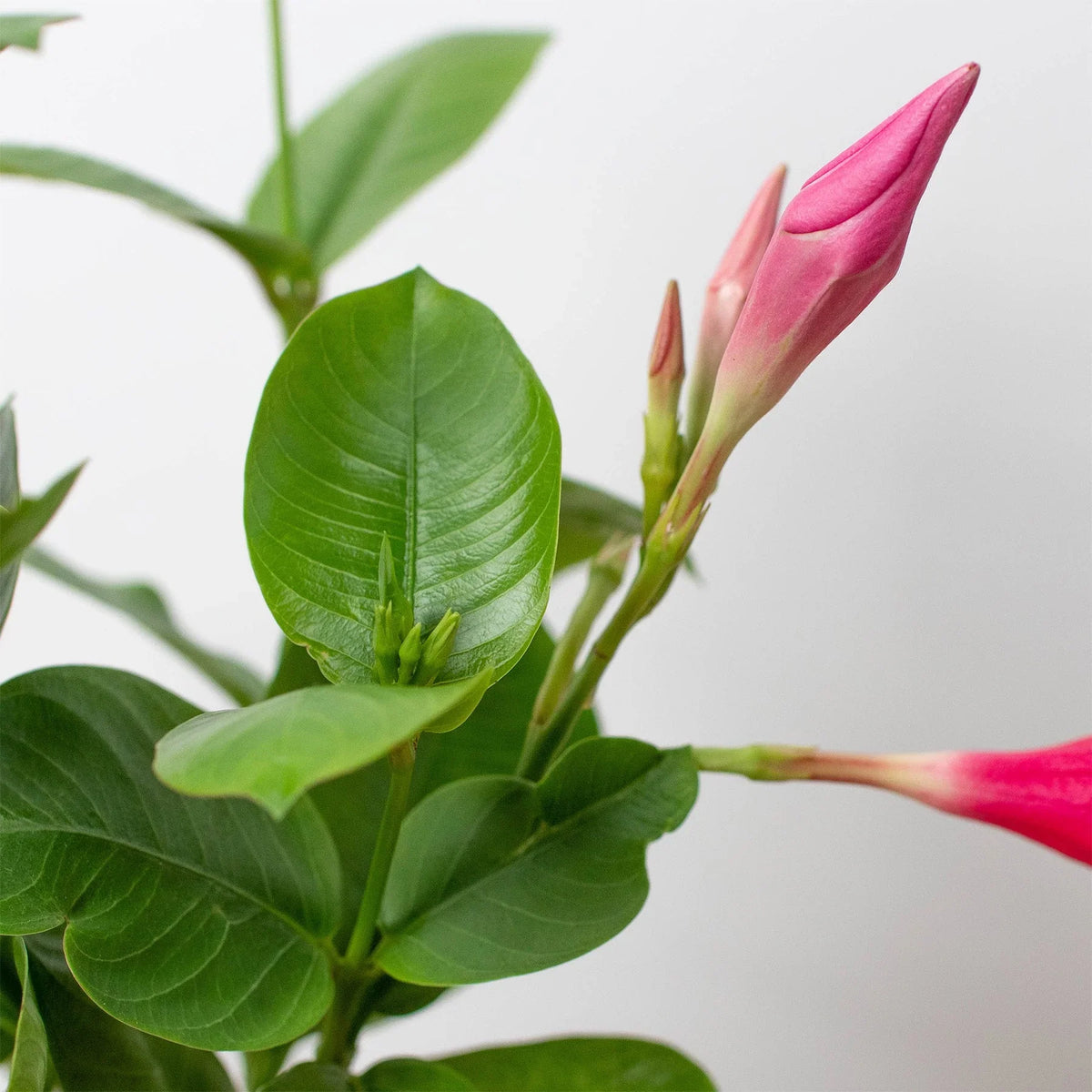 Mandevilla Pink