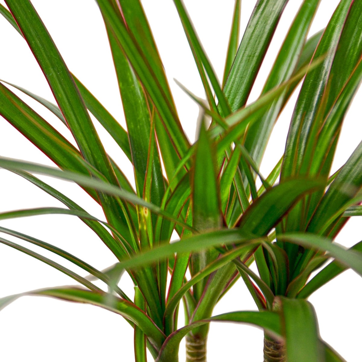 Dragon tree