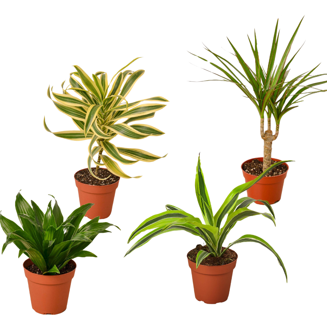 Dracaena Variety Pack