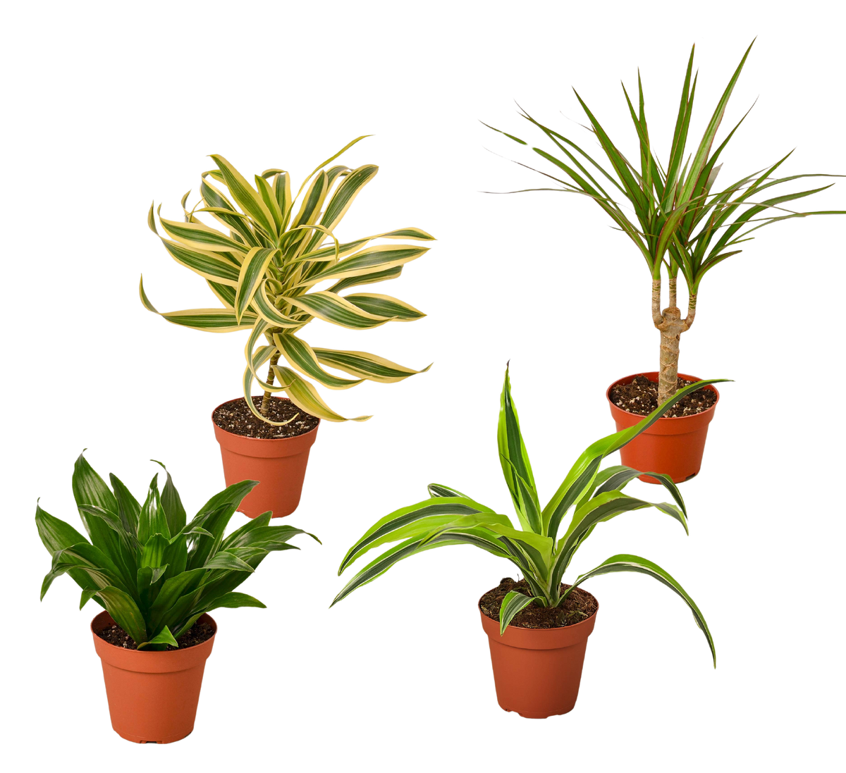 Dracaena Variety Pack