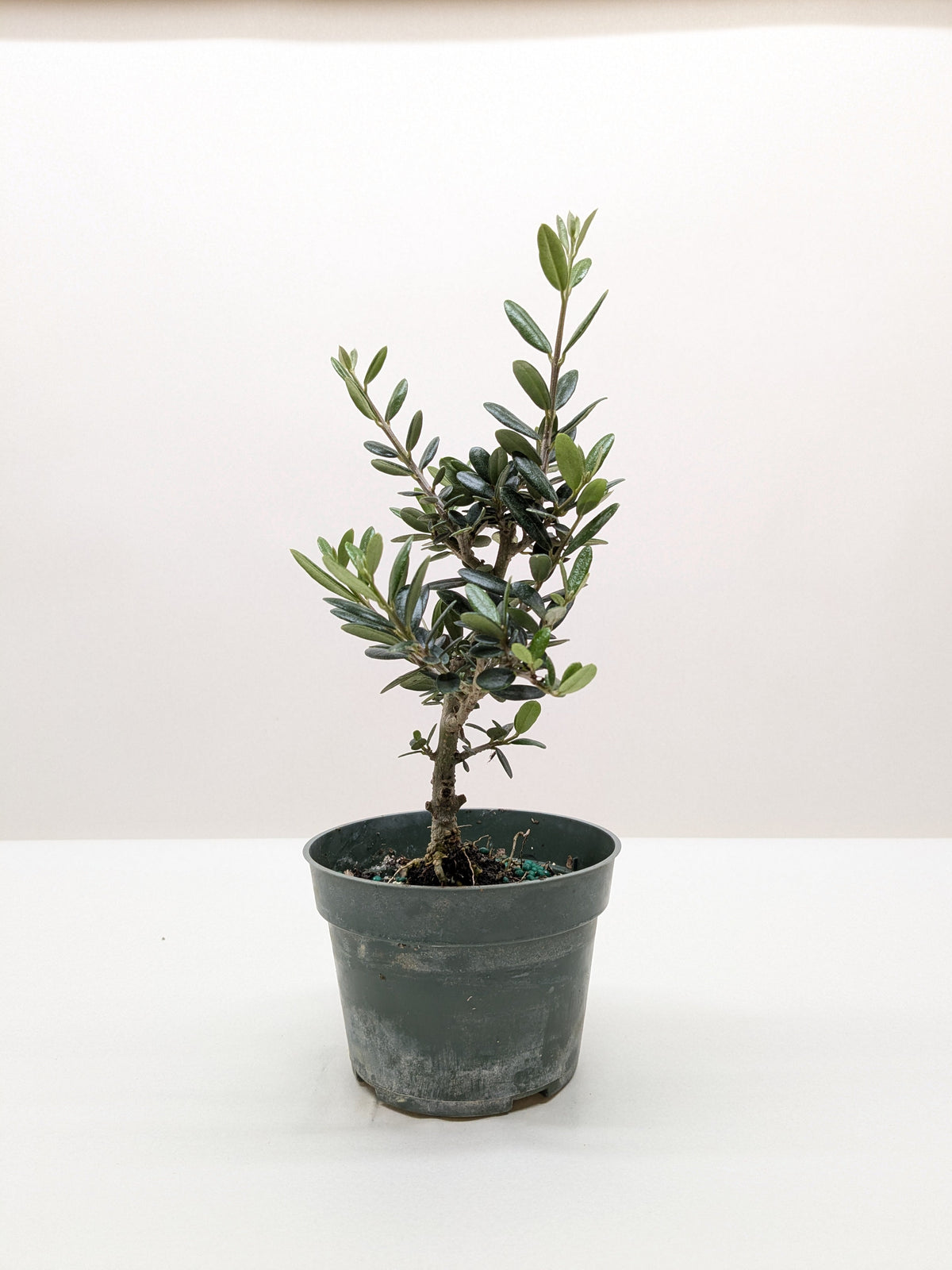 Olive Tree