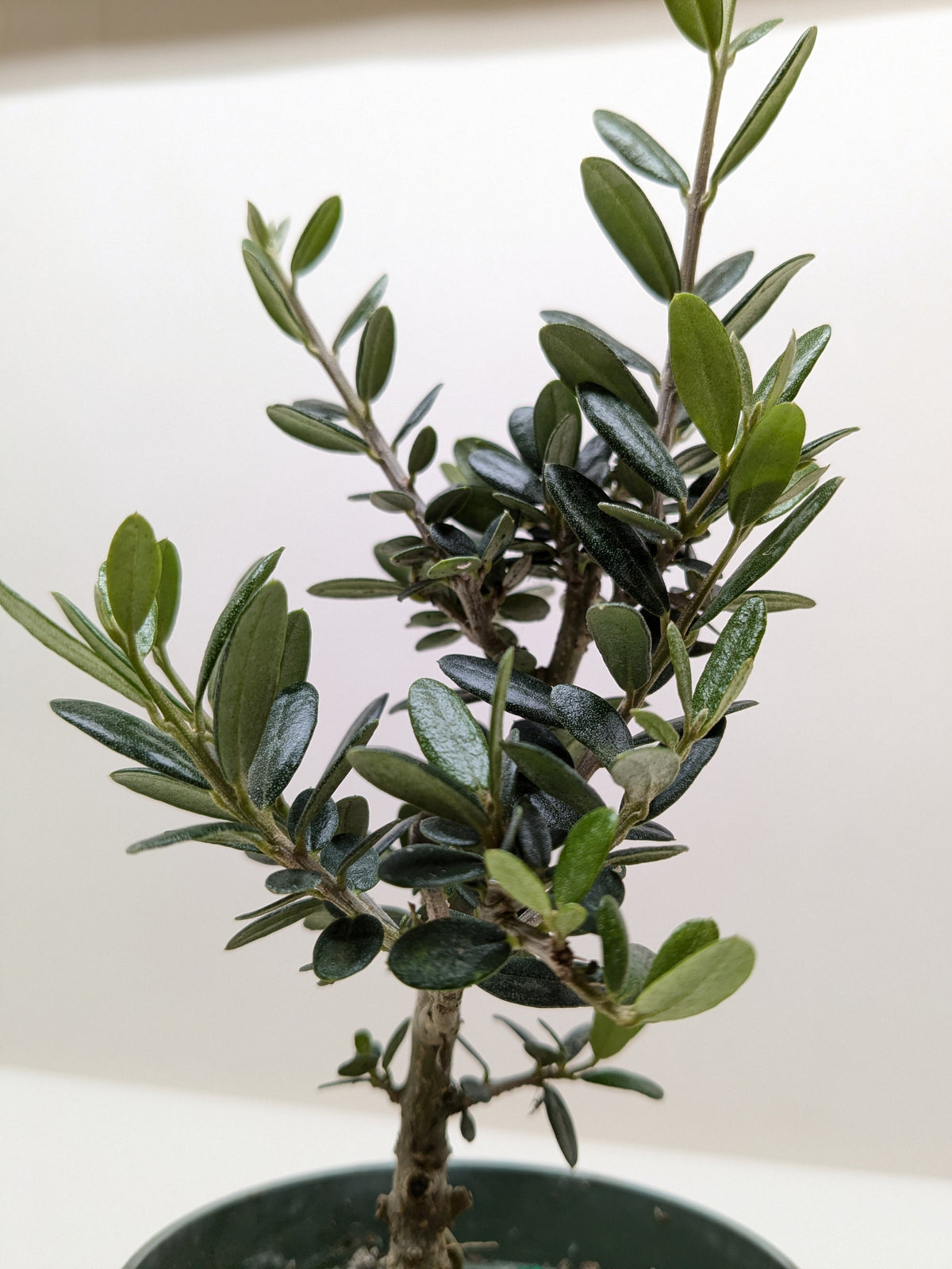 Olive Tree