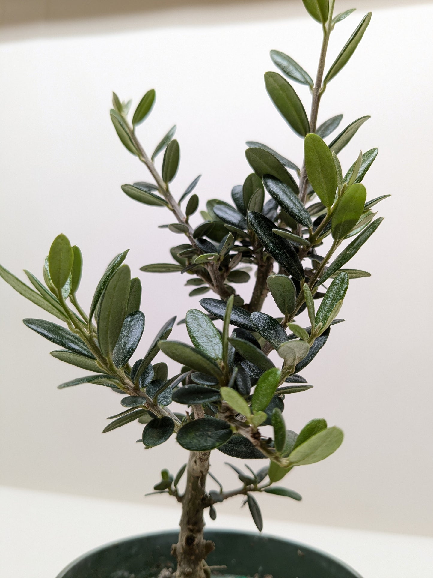 Olive Tree