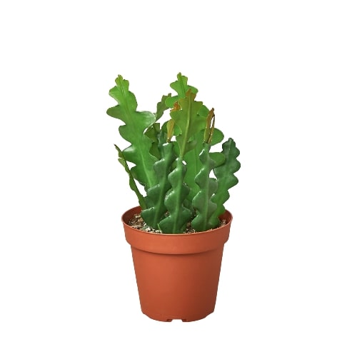 Fishbone cactus