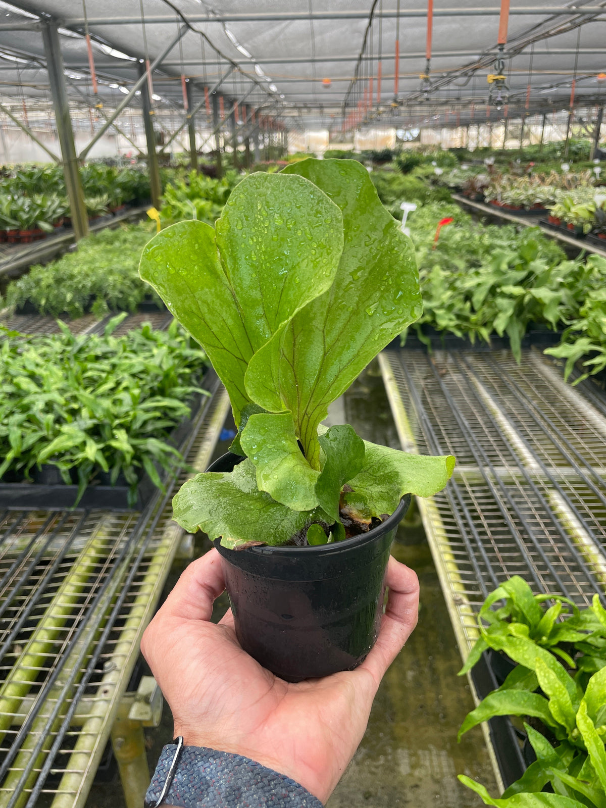 Cabbage Fern