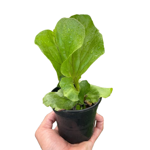 Cabbage Fern