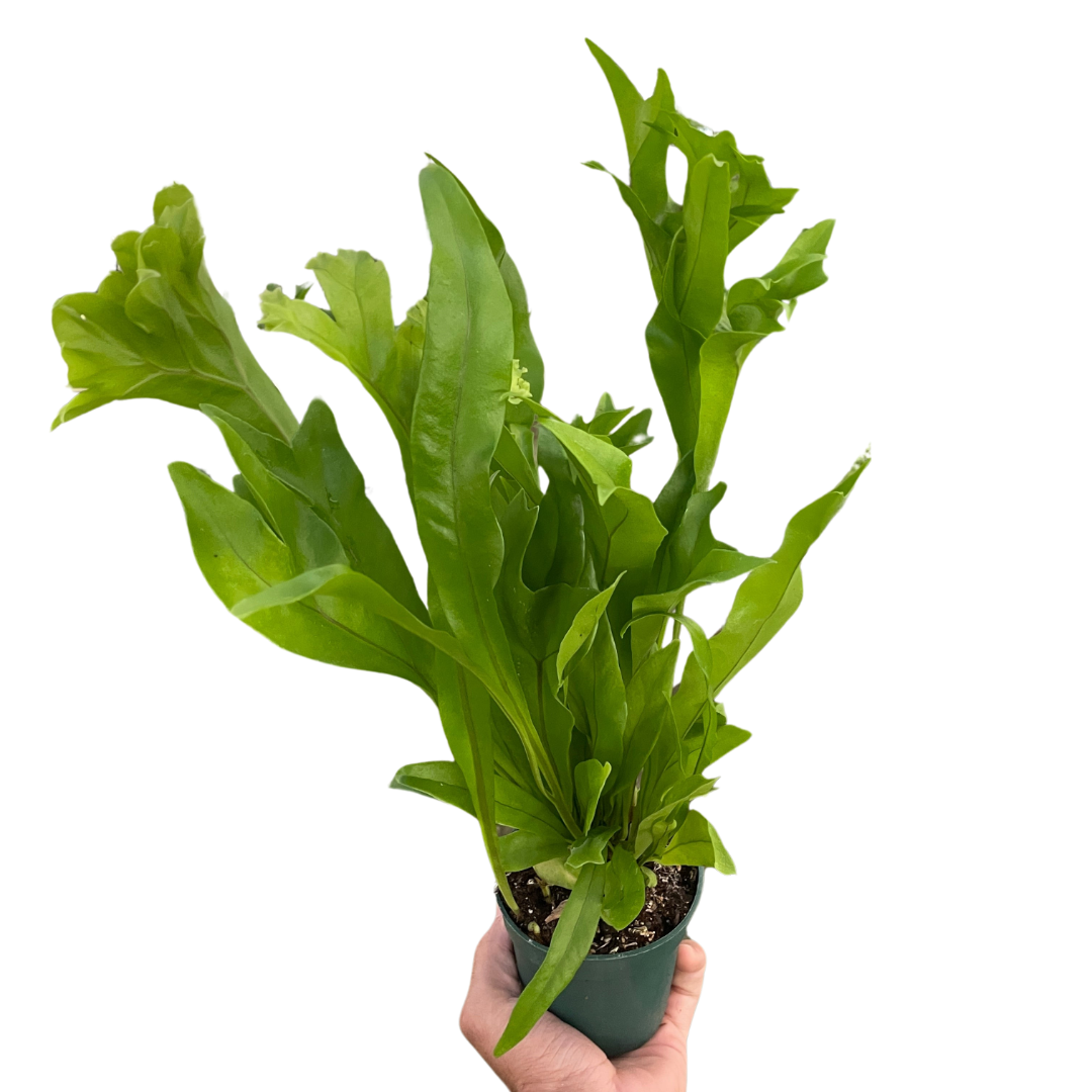 Climbing Birdsnest Fern 'Green Flame'