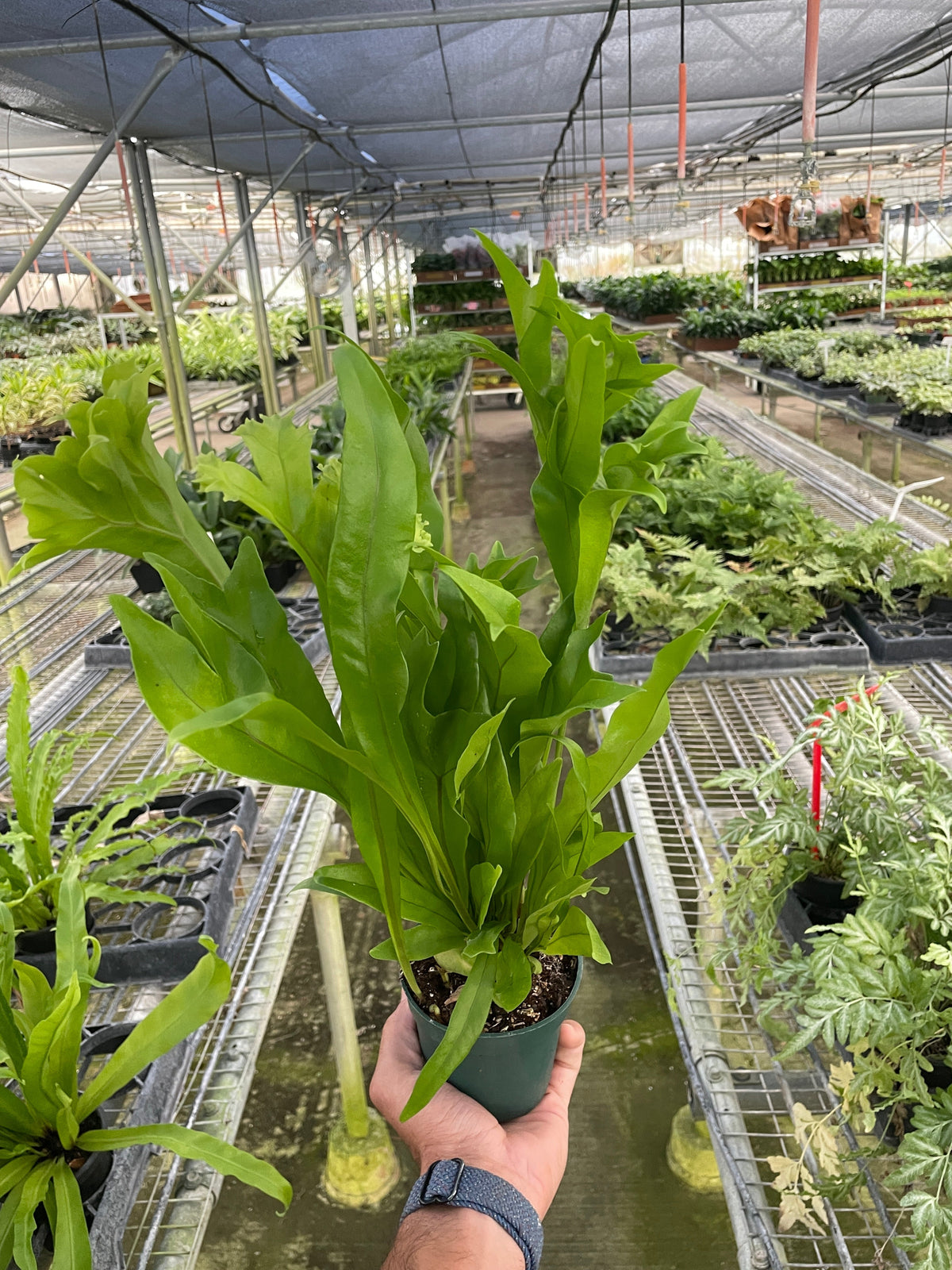 Climbing Birdsnest Fern 'Green Flame'