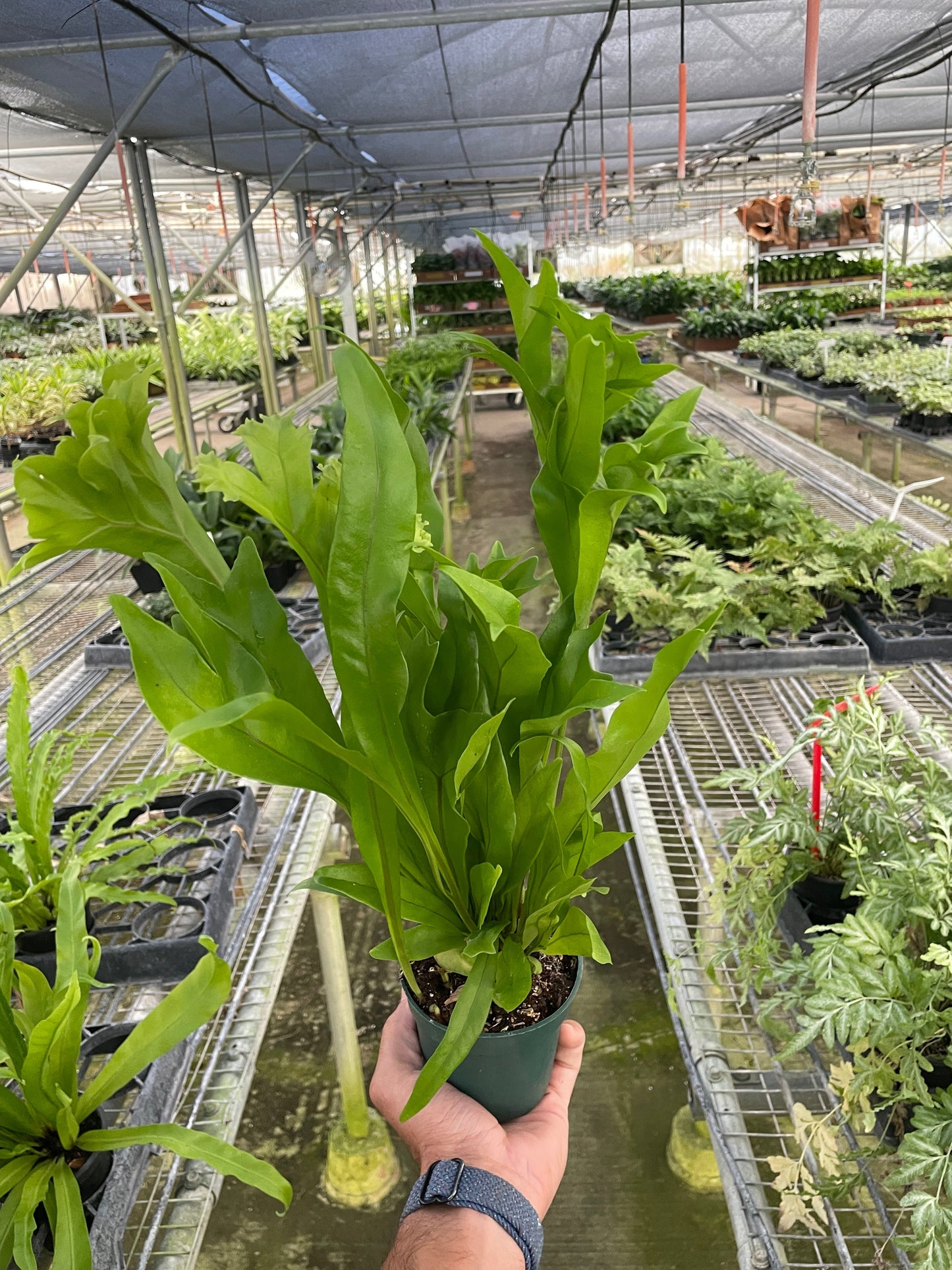 Climbing Birdsnest Fern 'Green Flame'