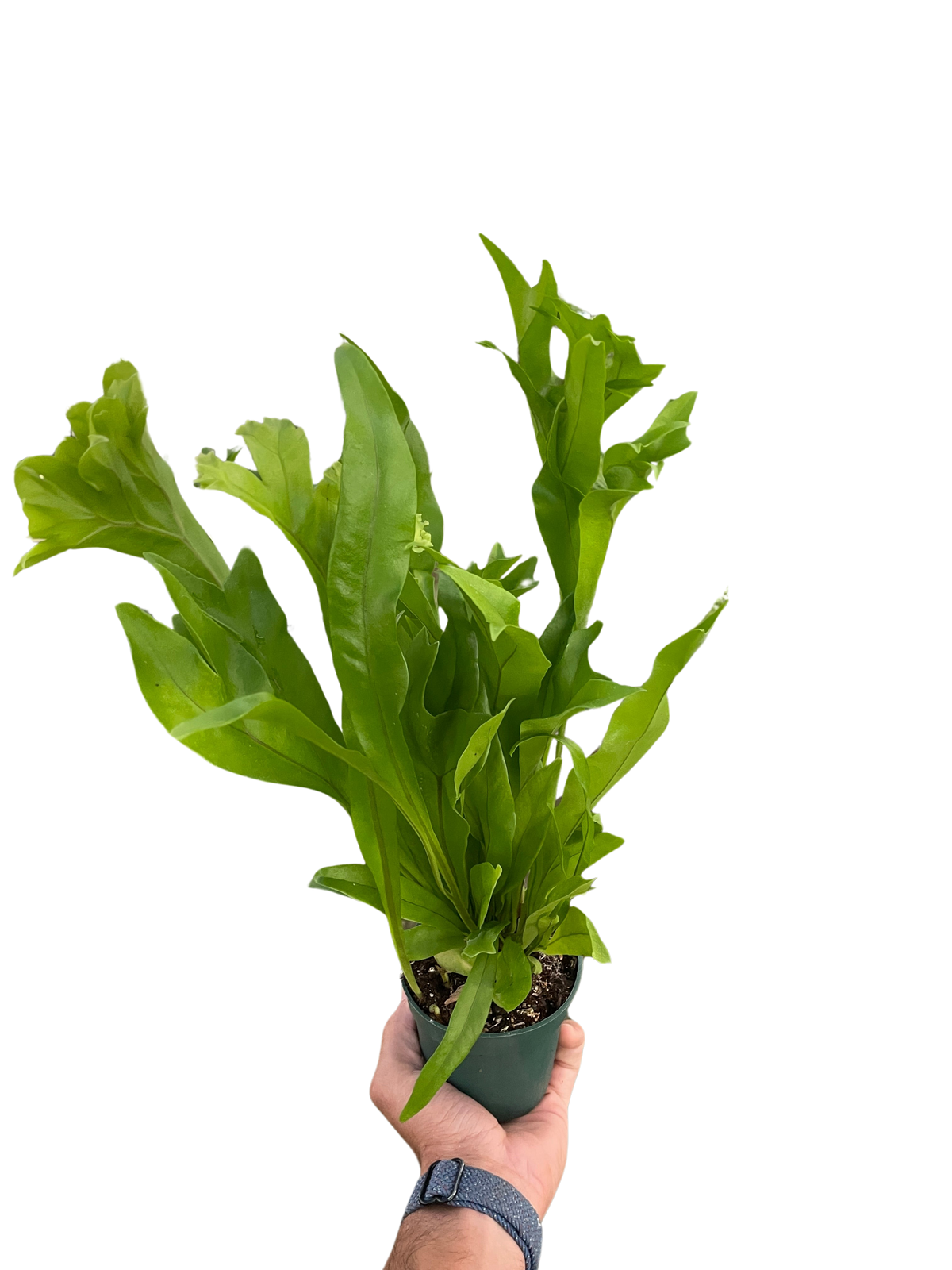 Climbing Birdsnest Fern 'Green Flame'