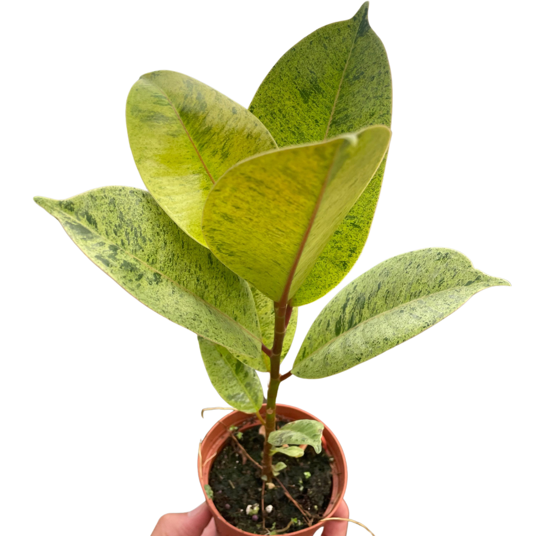 Rubber plant 'shivereana'