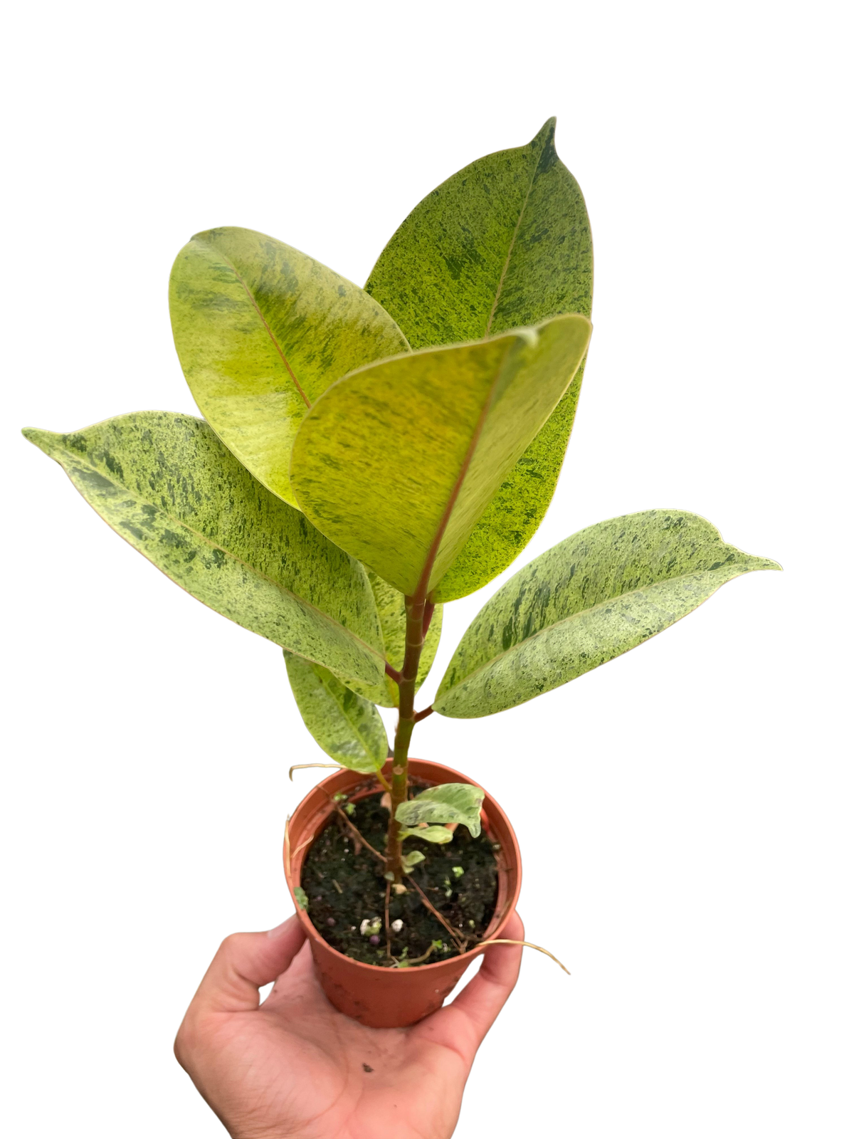 Rubber plant 'shivereana'