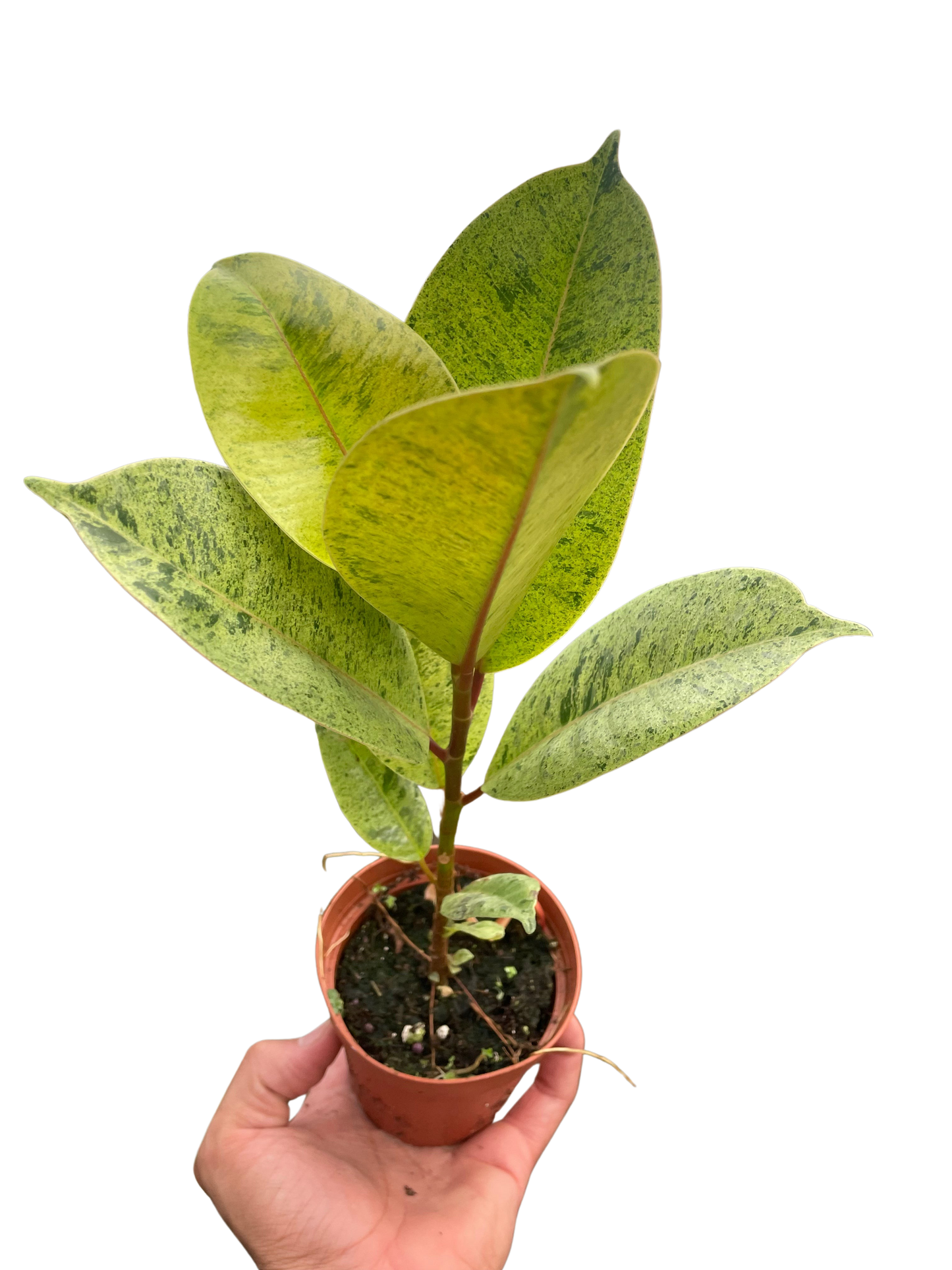 Rubber plant 'shivereana'