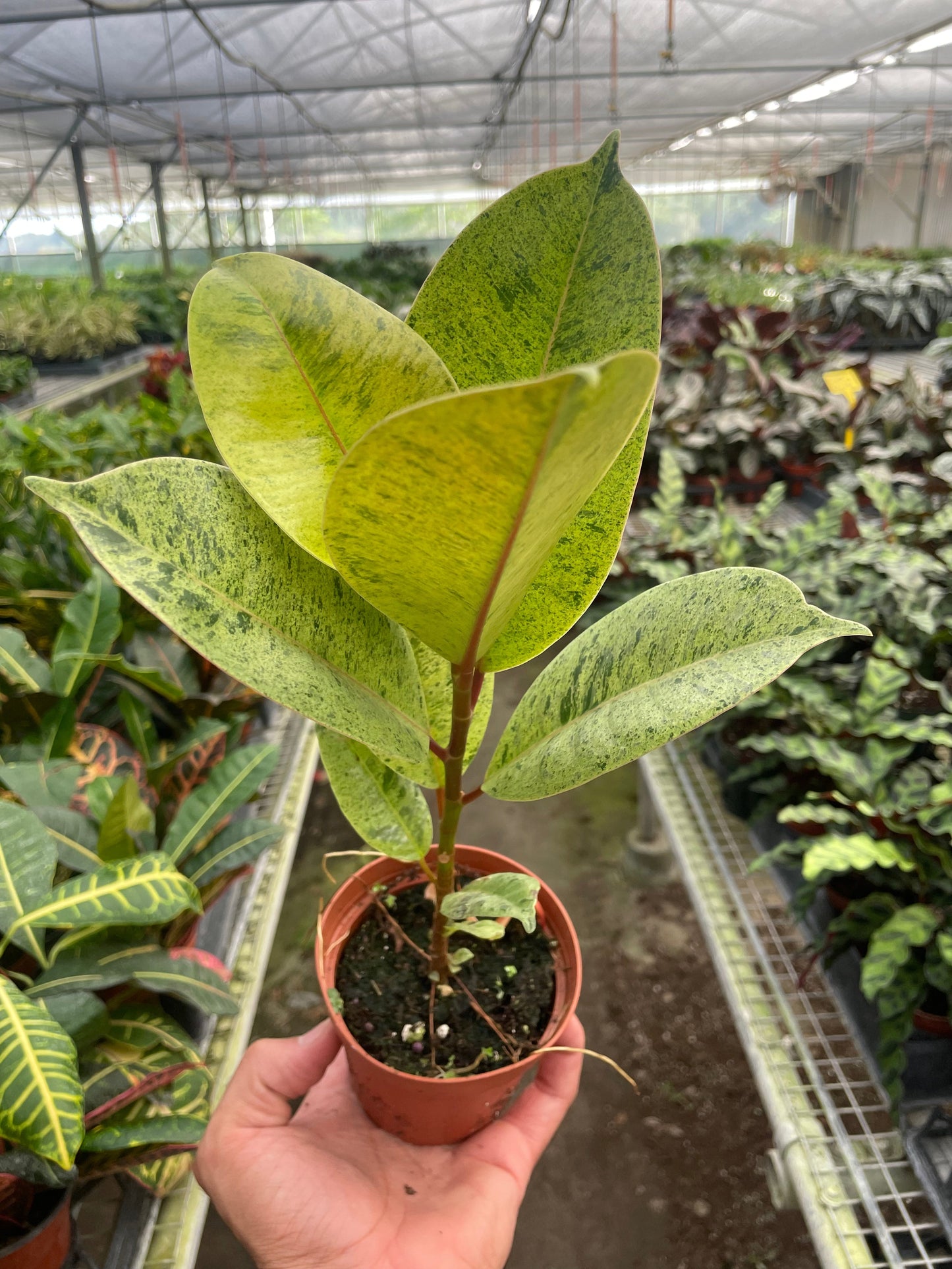 Rubber plant 'shivereana'