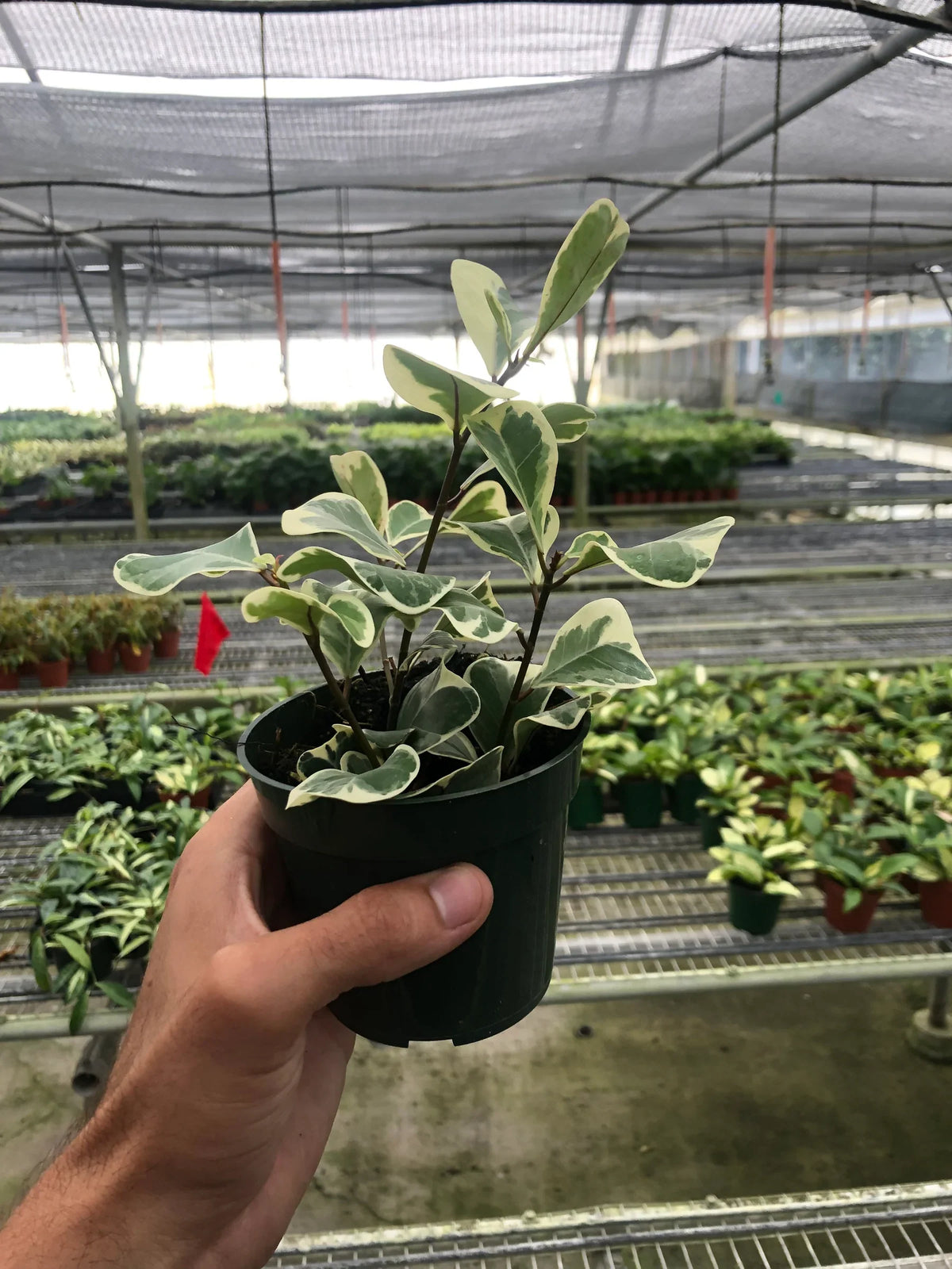 Natal Fig 'Sweetheart'