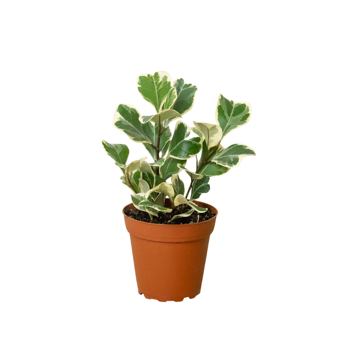 Natal Fig 'Sweetheart'