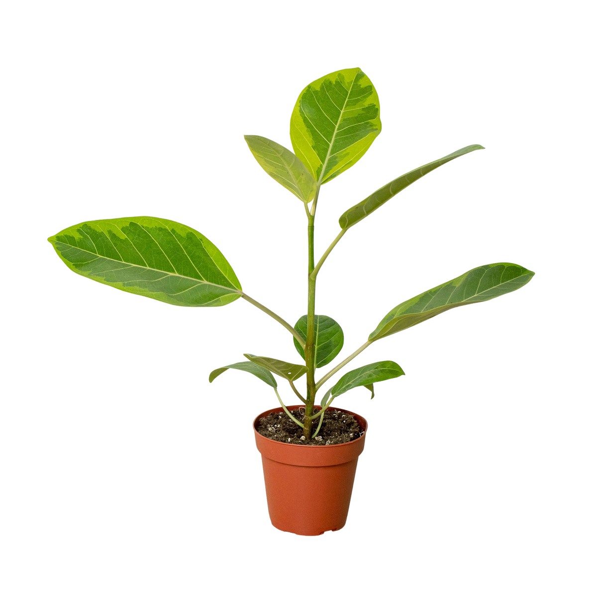 Rubber Plant 'Lemon Lime'