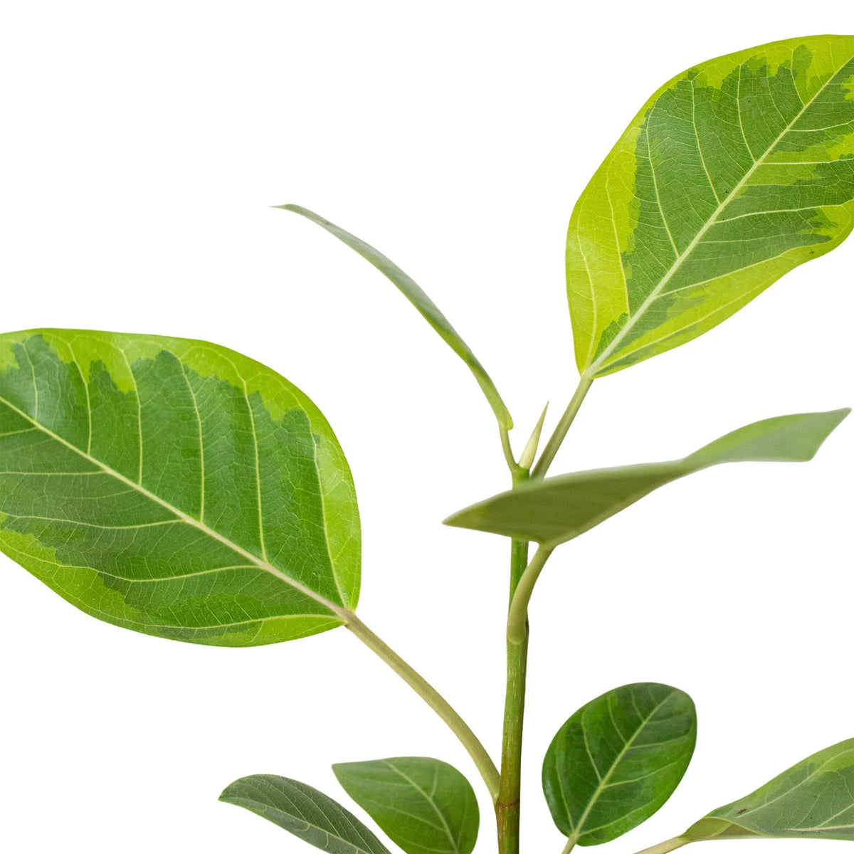 Rubber Plant 'Lemon Lime'
