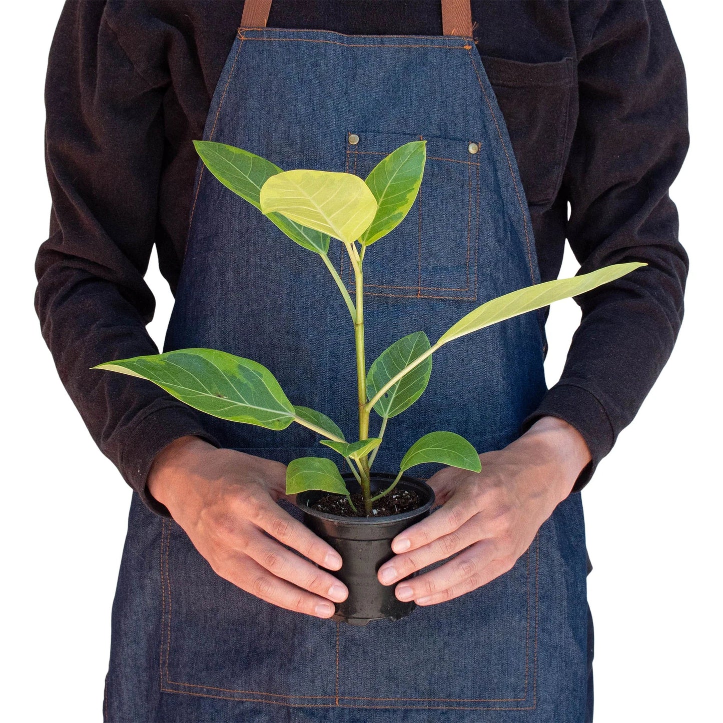 Rubber Plant 'Lemon Lime'