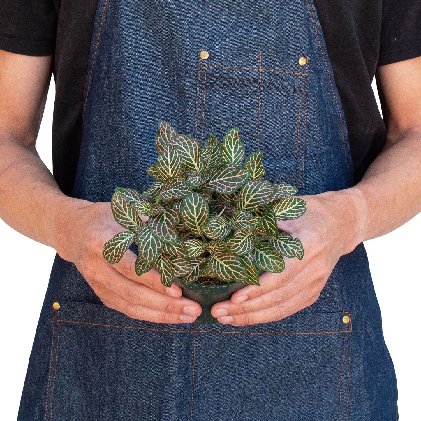 Pink Nerve Plant
