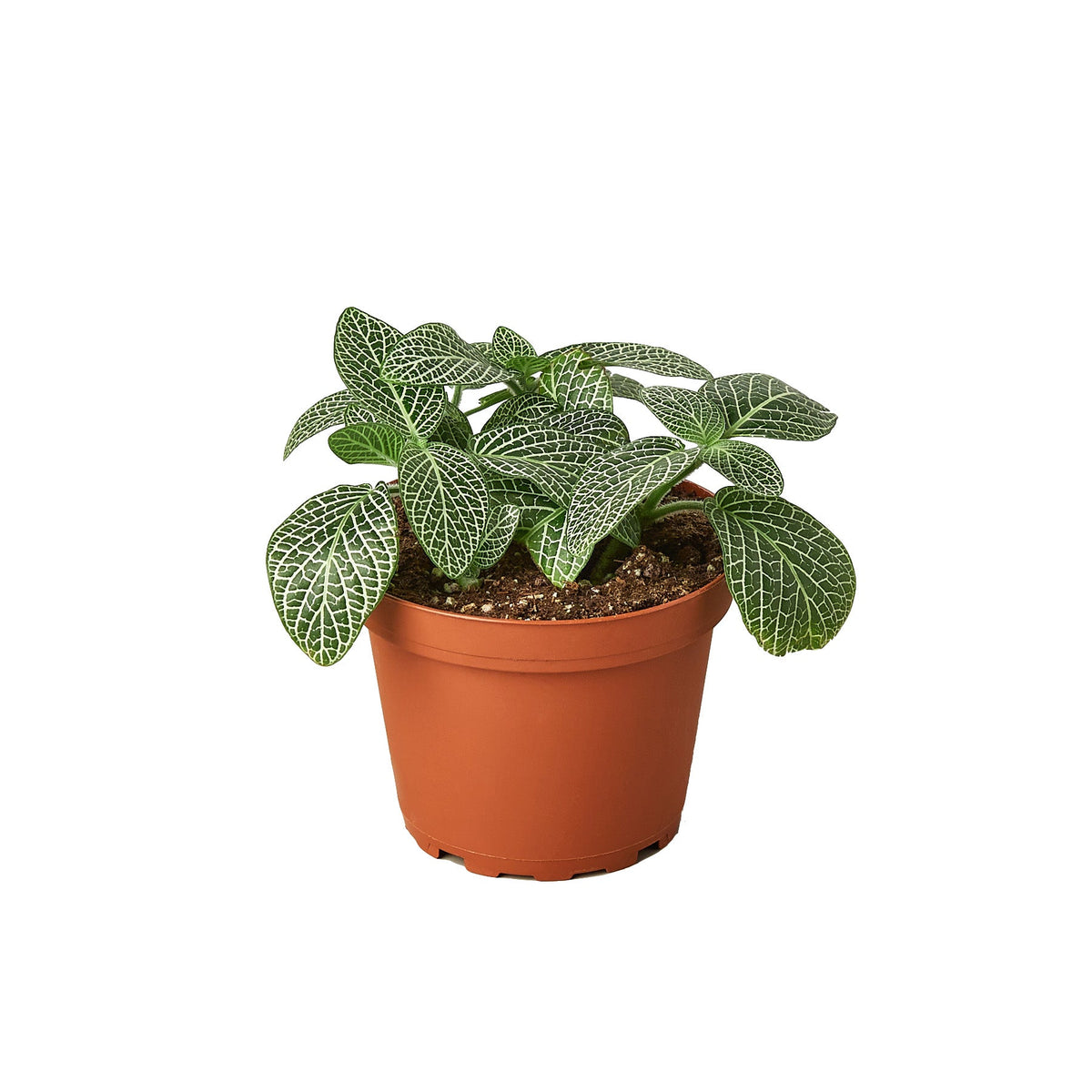 Silver Nerve Plant