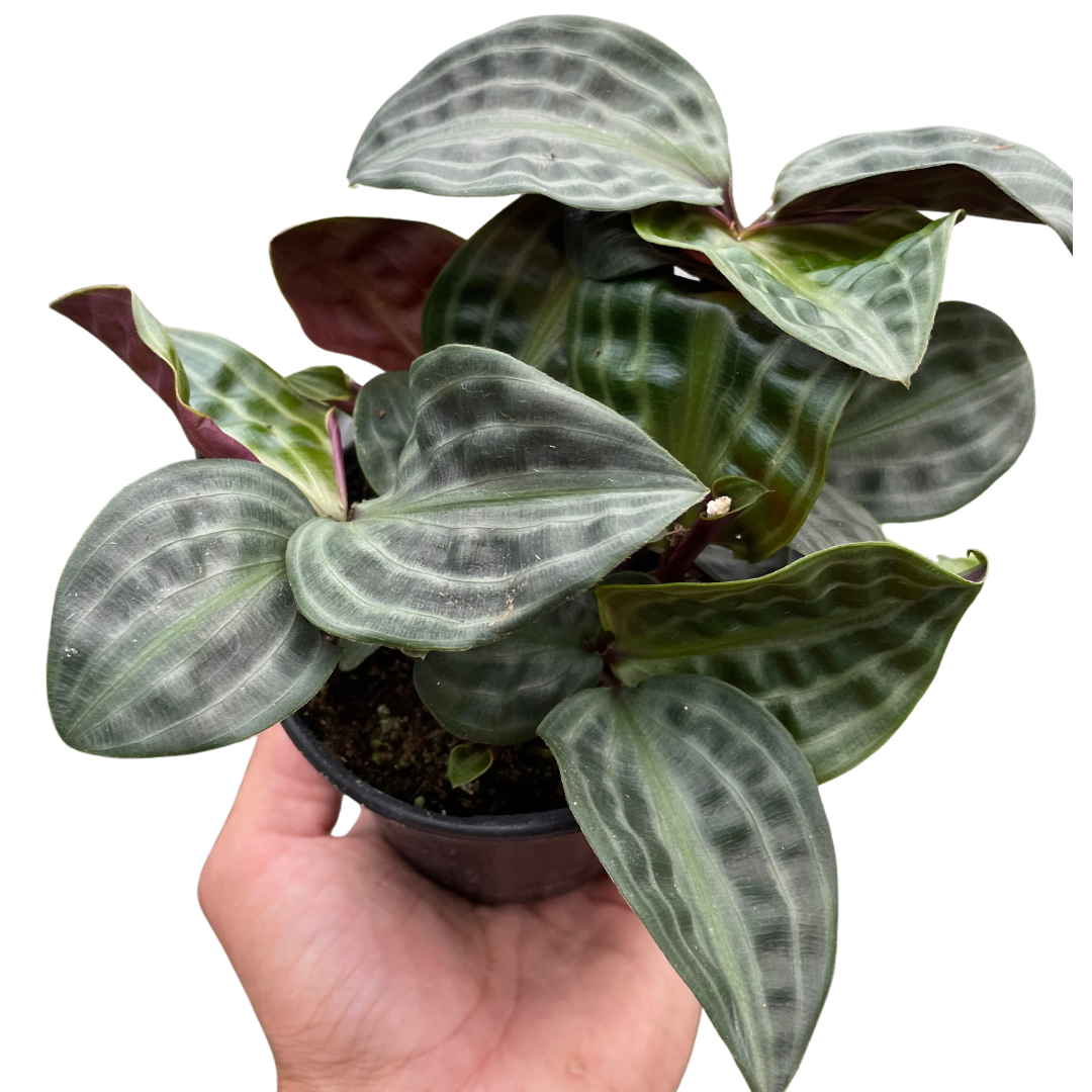 Seersucker plant