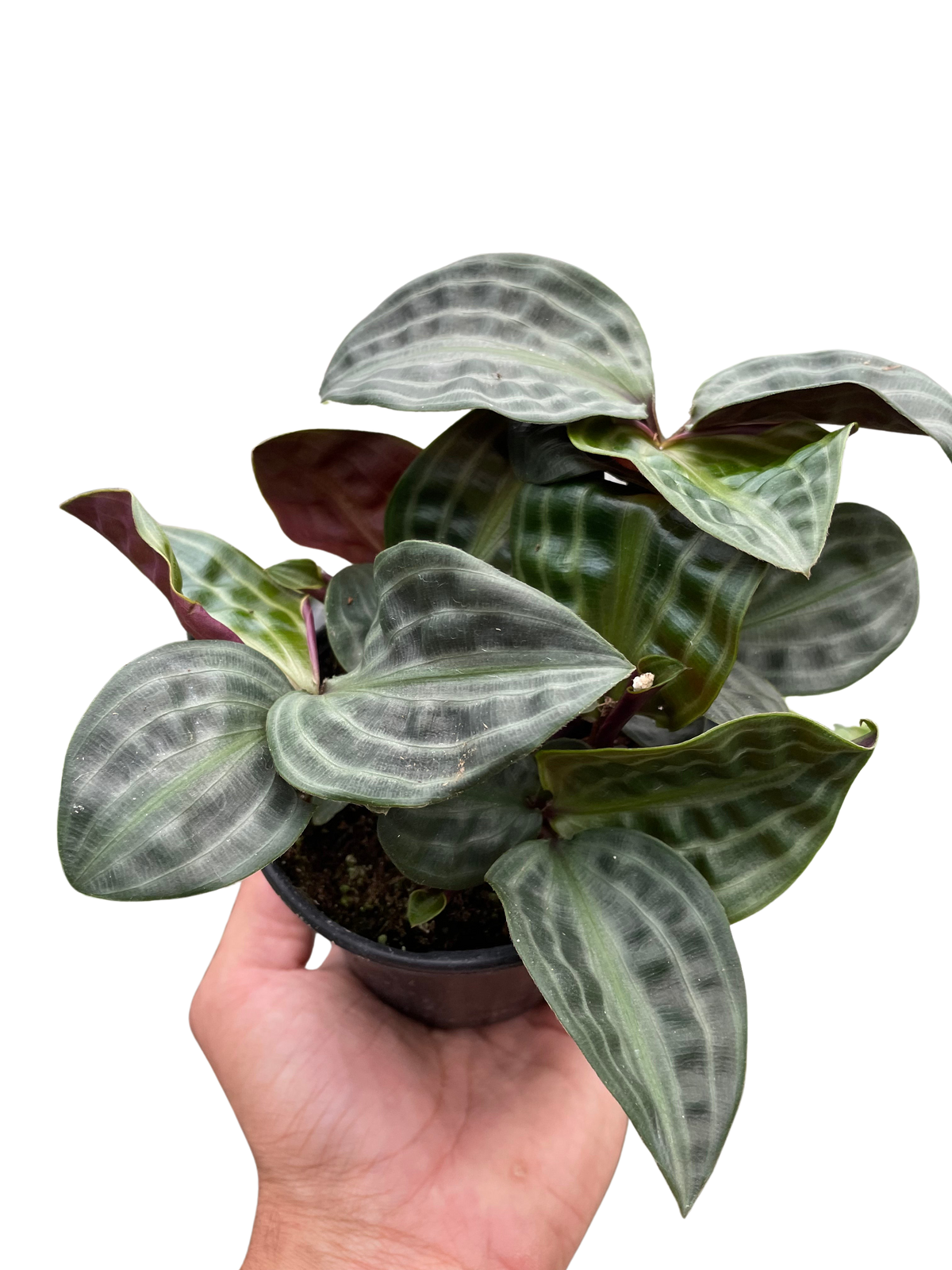 Seersucker plant