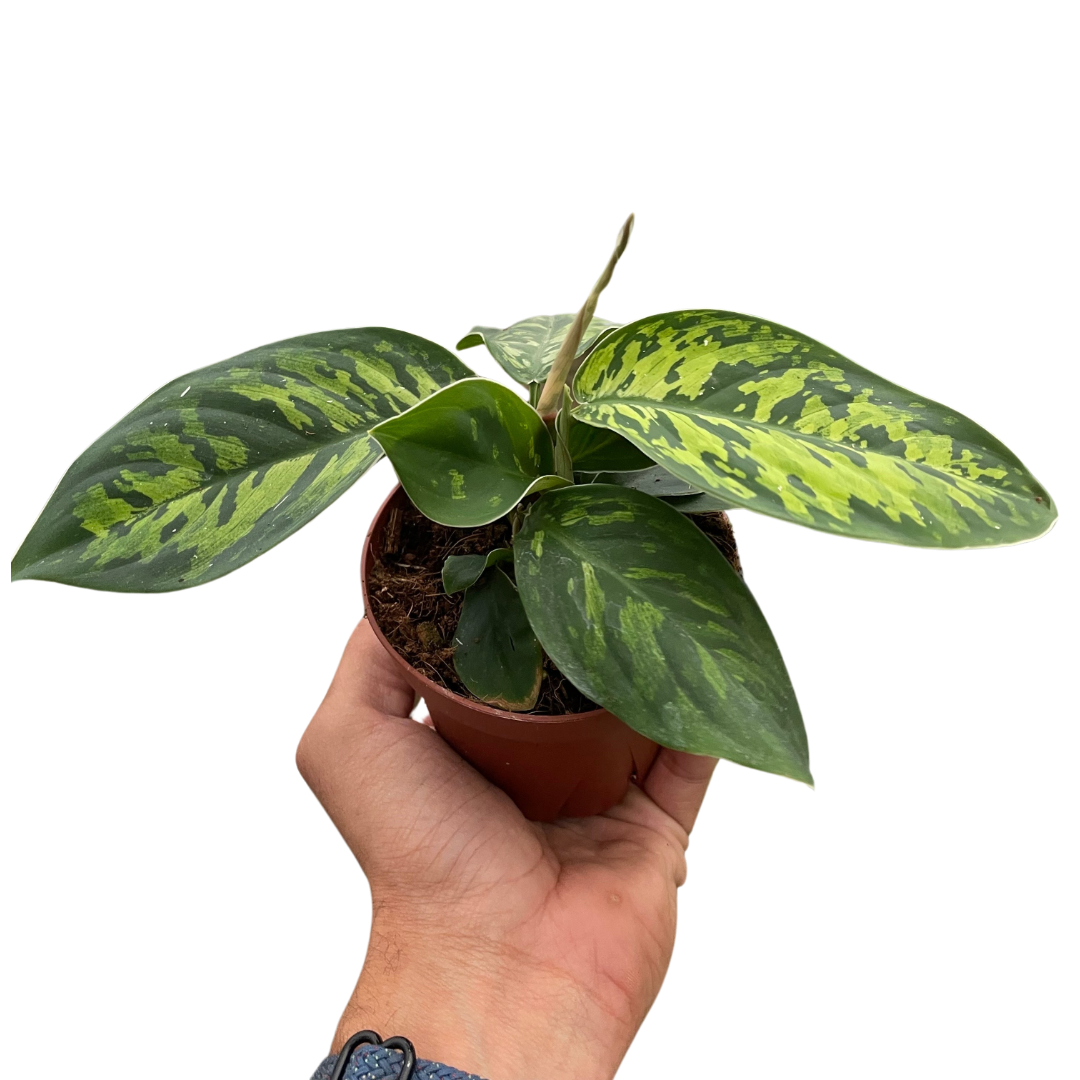 Adelonema wallisii